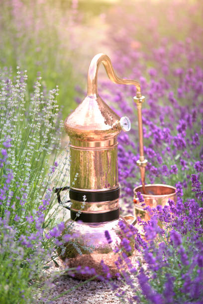 L'art du parfum à Grasse : dans les coulisses de notre fabrication